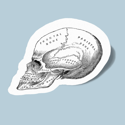 استیکر skull